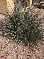 Hesperaloe parviflora