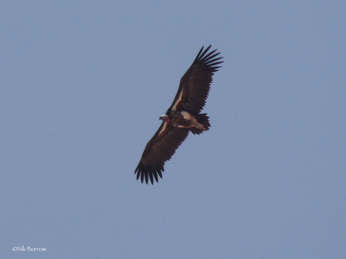 Lappet-faced Vulture