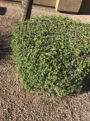 Ruellia