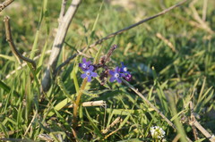 Anchusa stylosa