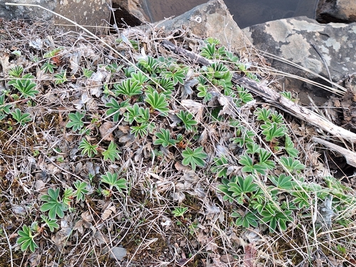 Alchemilla faeroensis