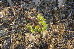 Physospermum cornubiense