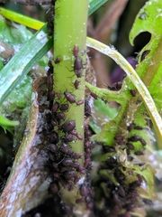 Aphididae
