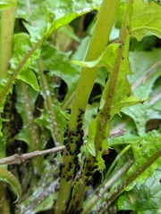 Aphididae