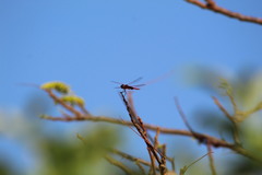 Tramea insularis