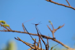 Tramea insularis