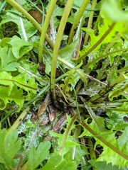 Aphididae