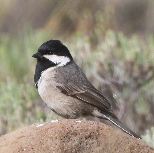 iNaturalist image