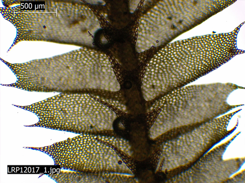 Heteroscyphus parallelifolius