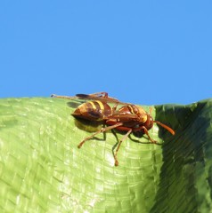 Polistes badius