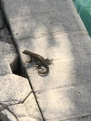 Leiocephalus carinatus