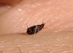 Aphididae