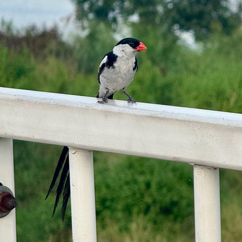 Pin-tailed Whydah
