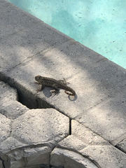 Leiocephalus carinatus