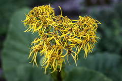 Ligularia amplexicaulis
