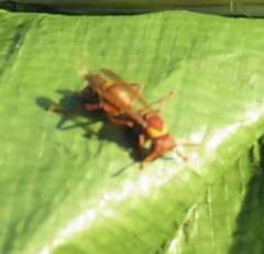 Polistes badius