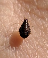 Aphididae
