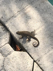 Leiocephalus carinatus