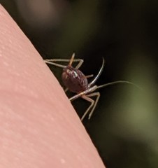 Aphididae