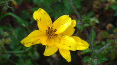 Bidens serrulata