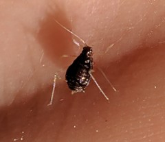 Aphididae