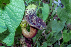 Aristolochia olivieri