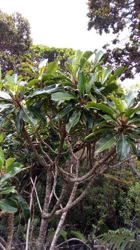 Clermontia arborescens observed 2026-05-04