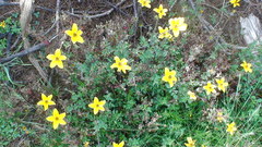 Bidens serrulata