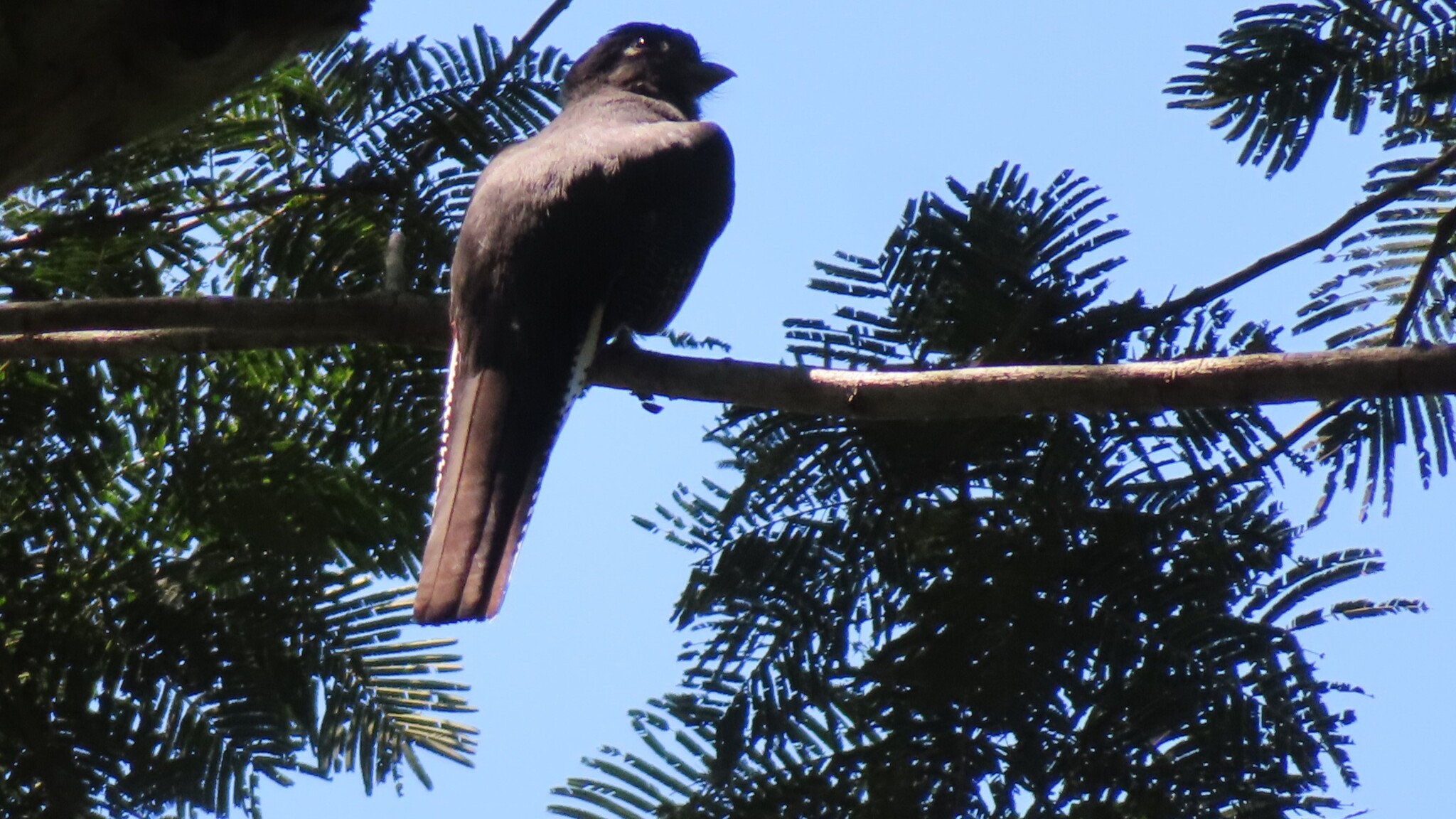 Blue-crowned Trogon (Trogon curucui), photo 8