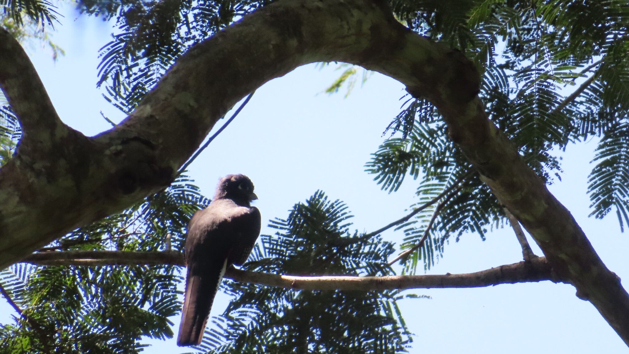 Blue-crowned Trogon (Trogon curucui), photo 9