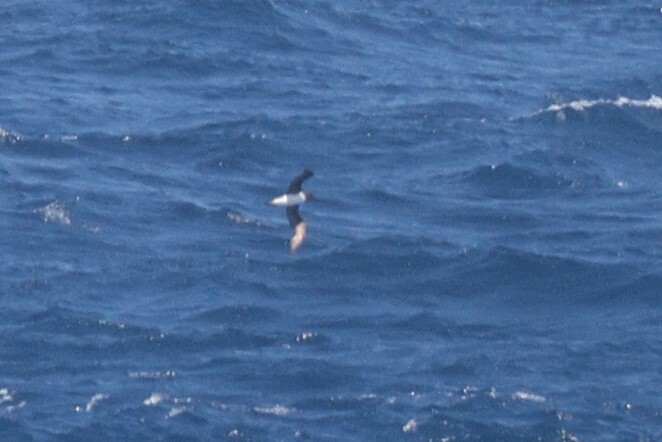 Tahiti Petrel (Pseudobulweria rostrata), photo 6