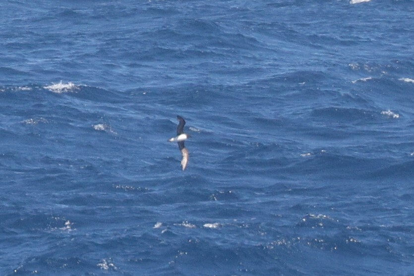 Tahiti Petrel (Pseudobulweria rostrata), photo 5