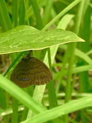 Neonympha mitchellii