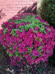 Rhododendron simsii
