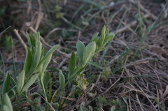Lathyrus cicera