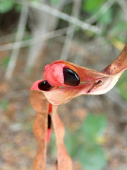 Pithecellobium keyense