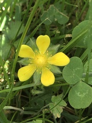Waldsteinia fragarioides