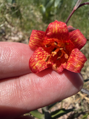 Fritillaria recurva, photograph (c) Deb Kemp, some rights reserved (CC BY)