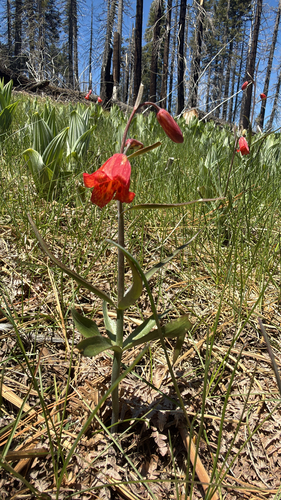 Fritillaria recurva, photograph 3