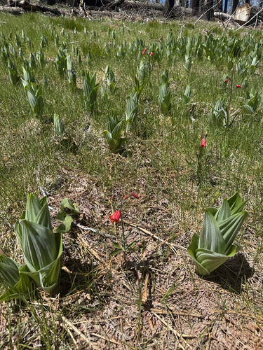 Fritillaria recurva, photograph 6
