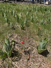 Fritillaria recurva, photograph (c) Deb Kemp, some rights reserved (CC BY)