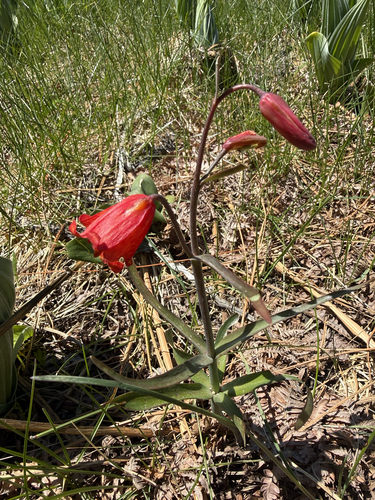 Fritillaria recurva, photograph 5