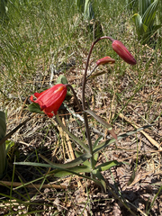 Fritillaria recurva, photograph (c) Deb Kemp, some rights reserved (CC BY)