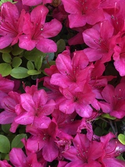 Rhododendron simsii
