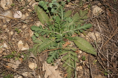 Scabiosa praemontana
