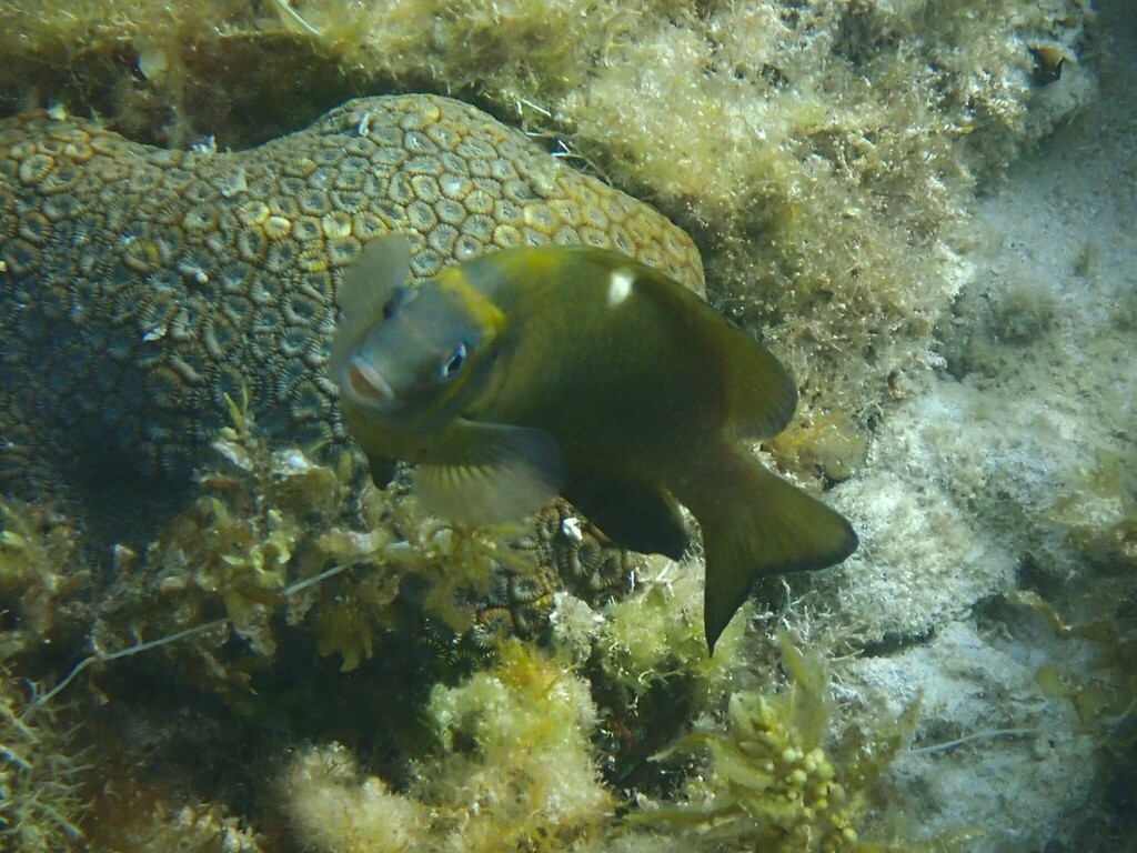 Pale-spot Damsel