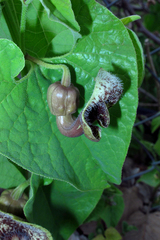 Aristolochia olivieri