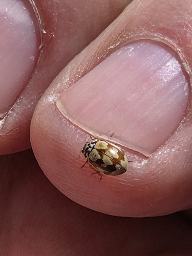 iNaturalist observation photo of Painted Lady Beetle