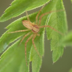 Philodromus rufus