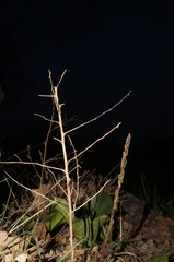 Asparagus verticillatus